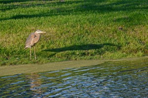 Blue Heron