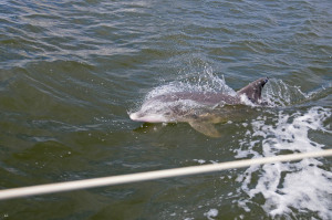 Watching dolphins swim along beside us