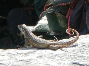 A curly tail lizard in Marsh Harbour Abaco